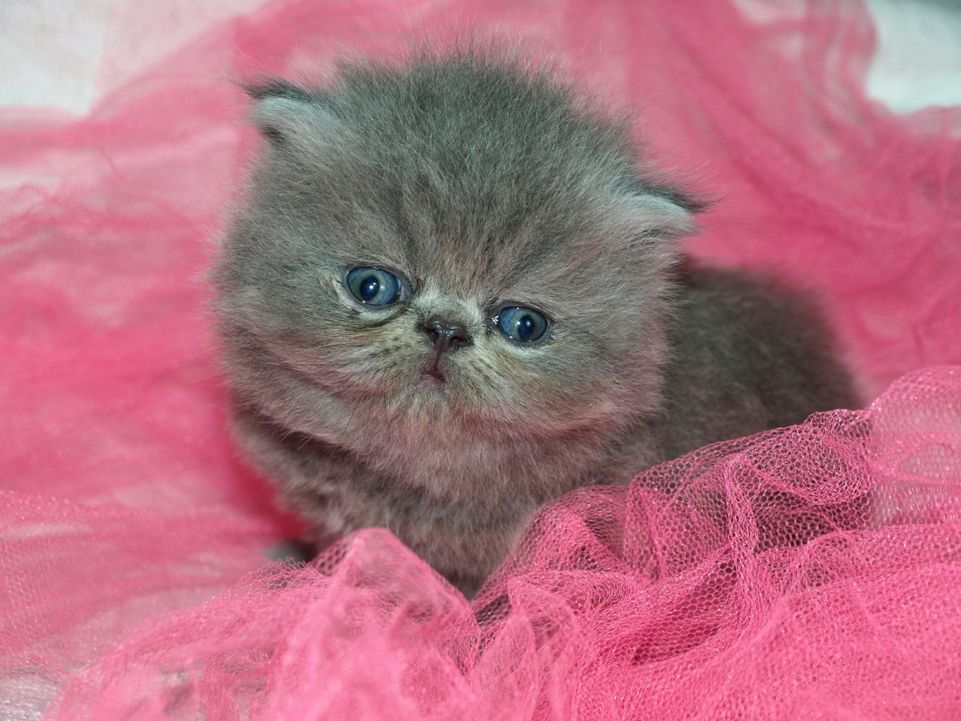 kitten2.jpg